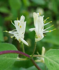 Rote Heckenkirsche (Lonicera xylosteum)