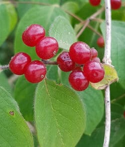 Rote Heckenkirsche (Lonicera xylosteum) 