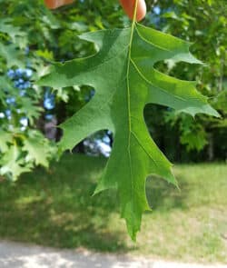 Roteiche (Quercus rubra)