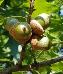 Roteiche (Quercus rubra)