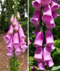 Roter Fingerhut (Digitalis purpurea)