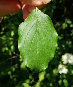 Roter Hartriegel (Cornus sanguinea)