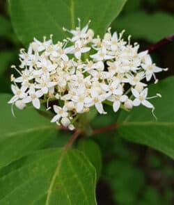 Roter Hartriegel (Cornus sanguinea)