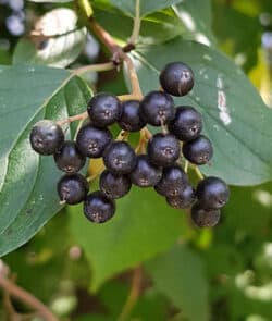 Rote Hartriegel (Cornus sanguinea)