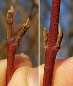 Roter Hartriegel (Cornus sanguinea)