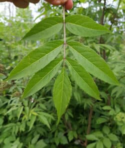 Roter Holunder (Sambucus racemosa)