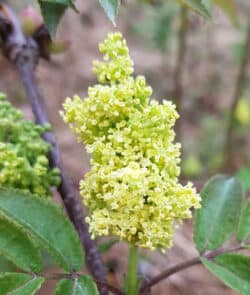 Rote Holunder (Sambucus racemosa)