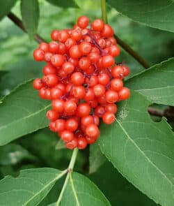 Roter Holunder (Sambucus racemosa)