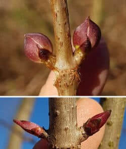 Roter Holunder (Sambucus racemosa)