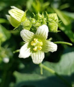 Rotfrüchtige Zaunrübe (Bryonia dioica)