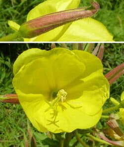 Rotkelchige Nachtkerze (Oenothera glazioviane)