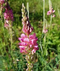 Saat-Esparsette (Onobrychis viciifolia)