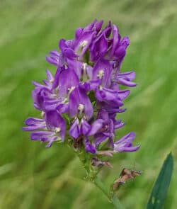 Saat Luzerne (Medicago sativa)