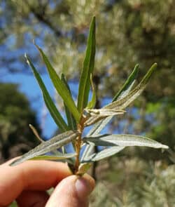 Sanddorn (Hippophae rhamnoides)