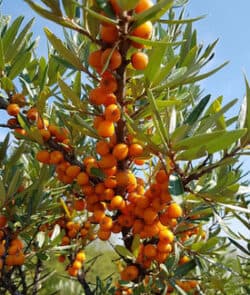 Sanddorn (Hippophae rhamnoides)