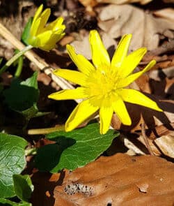 Scharbockskraut (Ficaria verna)