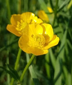 Scharfer Hahnenfuß (Ranunculus acris)