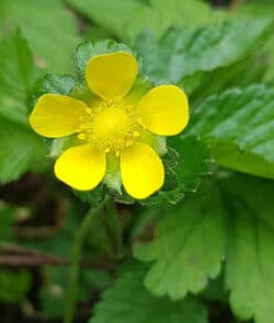 Scheinerdbeere (Potentilla indica