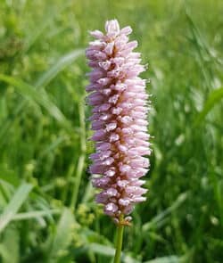 Schlangen-Knöterich (Bistorta officinalis)