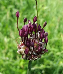 Schlangen-Lauch (Allium scorodoprasum)