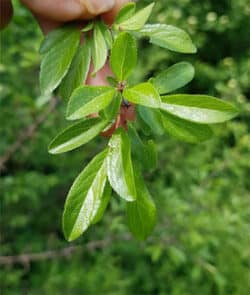 Schlehdorn (Prunus spinosa)