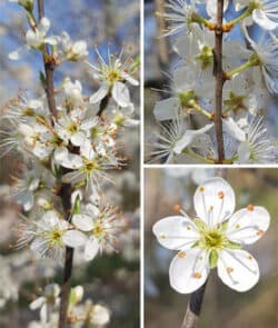 Schlehdorn (Prunus spinosa)