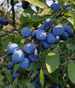 Schlehdorn (Prunus spinosa)