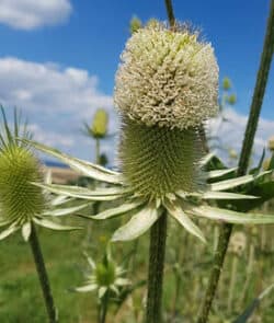 Schlitzblatt-Karde (Dipsacus laciniatus)