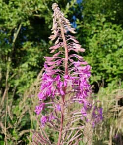 Schmalblättrige Weidenröschen (Epilobium angustifolium) 