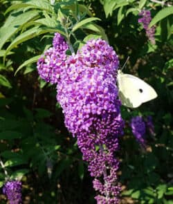 Schmetterlingsflieder (Buddleja davidii)