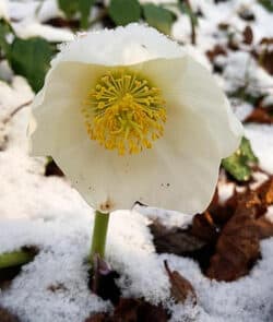 Schneerose (Helleborus niger)