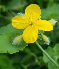 Schöllkraut (Chelidonium majus)