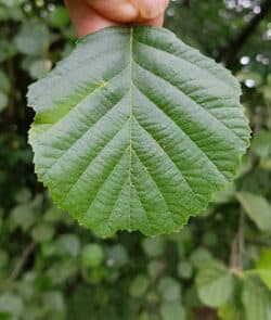 Schwarz-Erle (Alnus glutinosa)