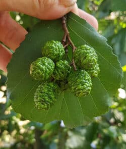 Schwarz-Erle (Alnus glutinosa)