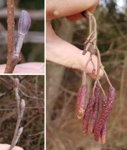 Schwarz-Erle (Alnus glutinosa)