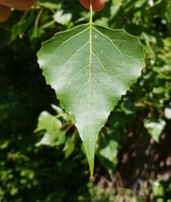 Schwarz-Pappel (Populus nigra)