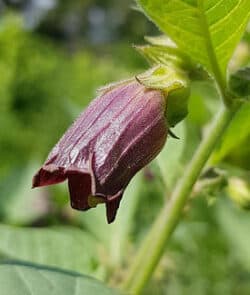 Schwarze Tollkirsche (Atropa belladonna)