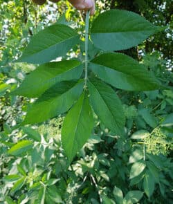 Schwarzer Holunder (Sambucus nigra)