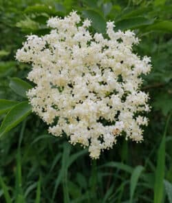 Schwarzer Holunder (Sambucus nigra)