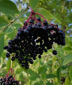 Schwarzer Holunder (Sambucus nigra)