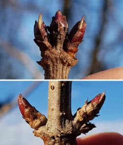 Schwarzer Holunder (Sambucus nigra)