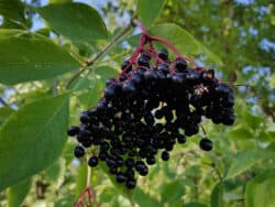 Früchte des Schwarzen Holunder