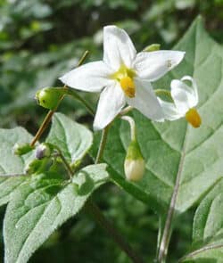 Schwarzer Nachtschatten (Solanum nigrum)