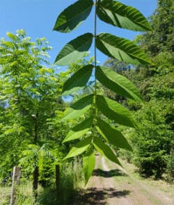 Schwarznuss (Juglans nigra)