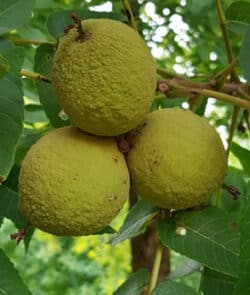 Schwarznussbaum (Juglans nigra)