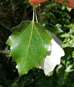 Silber-Pappel (Populus alba)