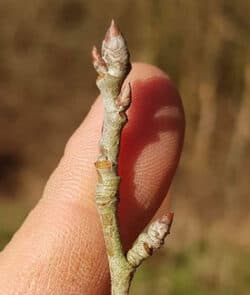 Silber-Pappel (Populus alba)