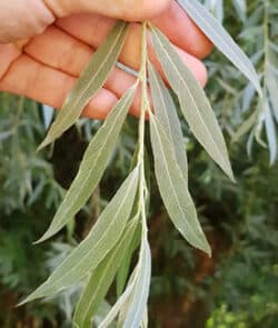 Silber-Weide (Salix alba) 