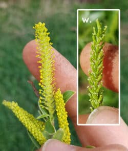 Silber-Weide (Salix alba)