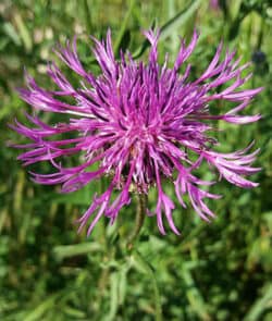 Skabiosen-Flockenblume (Centaurea scabiosa)